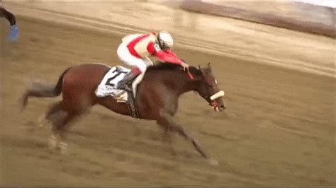 racehorse gif